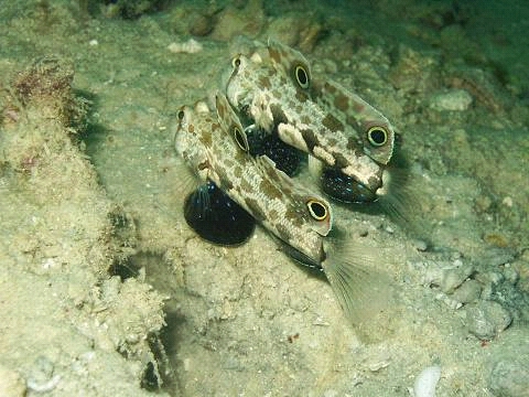DH0000450006.jpg