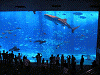 P61800660011_thumb.png