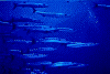 baracuda0001_thumb.png