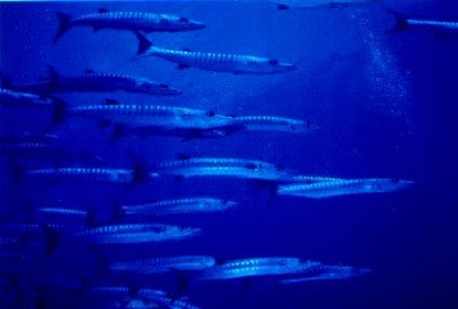 baracuda0001.jpg