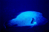 naporeon0008_thumb.png