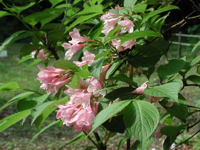 春の花木 草花