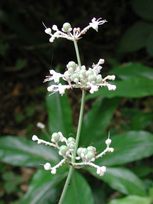 夏の花木 草花